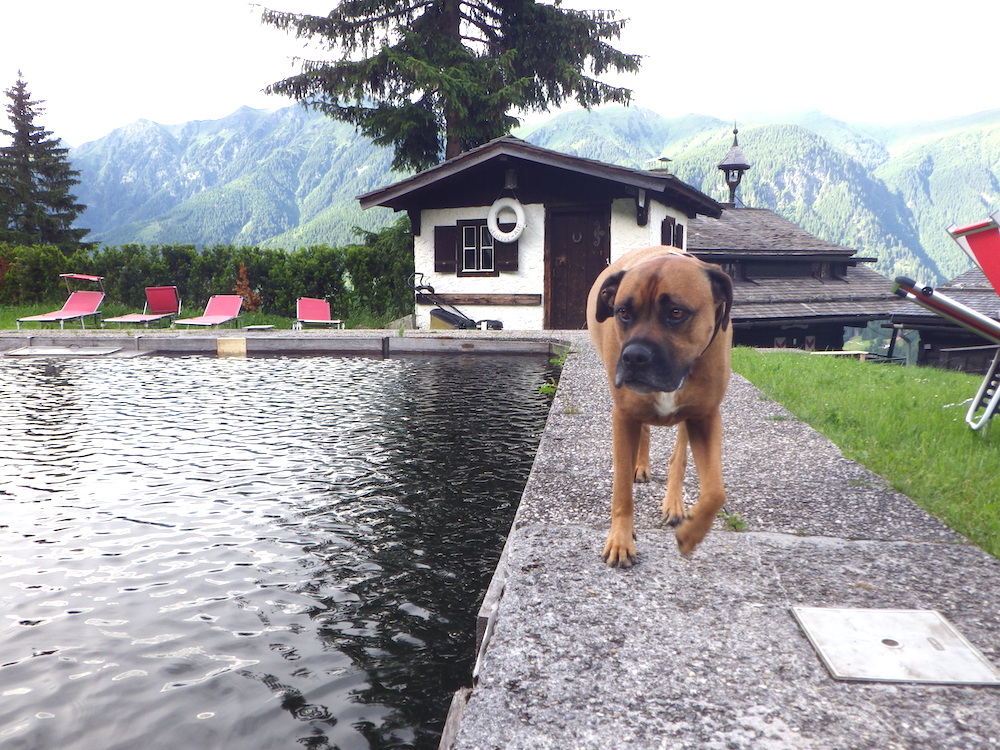 Read more about the article Sommer Urlaub mit Hund planen