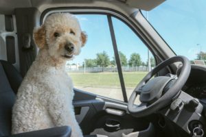Read more about the article Hundetransportbox