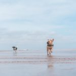 Urlaub an der Nordsee mit dem Hund