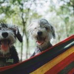 6 Tipps für die richtige Hundeernährung auf Reisen