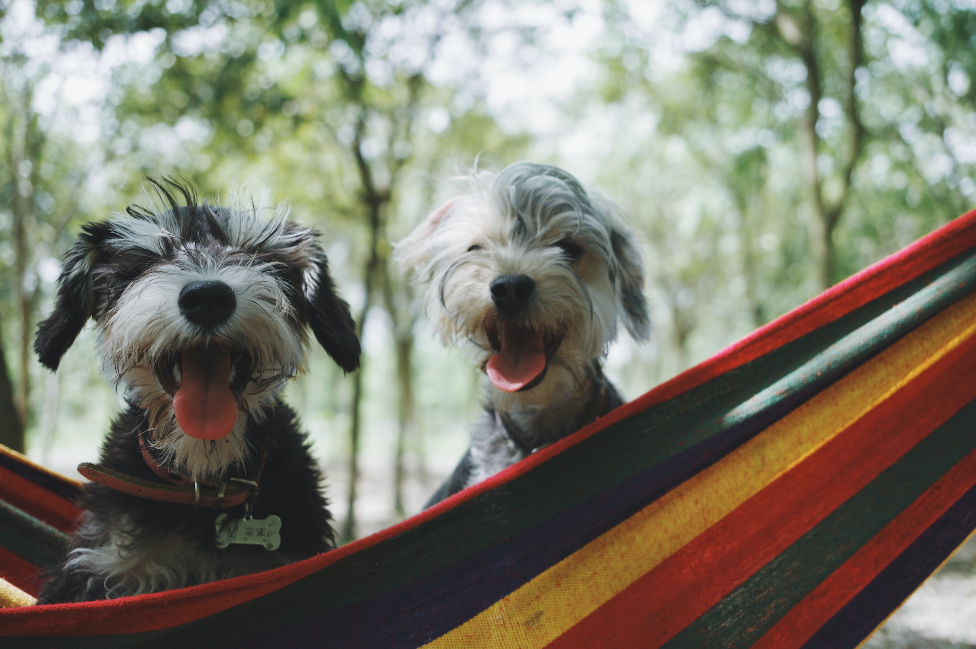 Read more about the article 6 Tipps für die richtige Hundeernährung auf Reisen