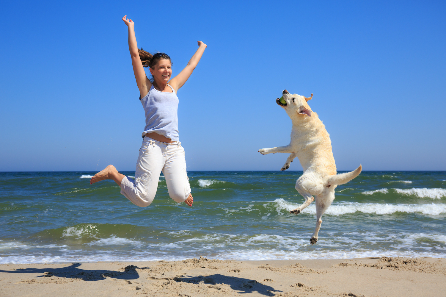 Read more about the article <strong>Strandurlaub mit Hund </strong>
