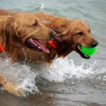 Tipps für den gelungenen Strandurlaub mit Hund