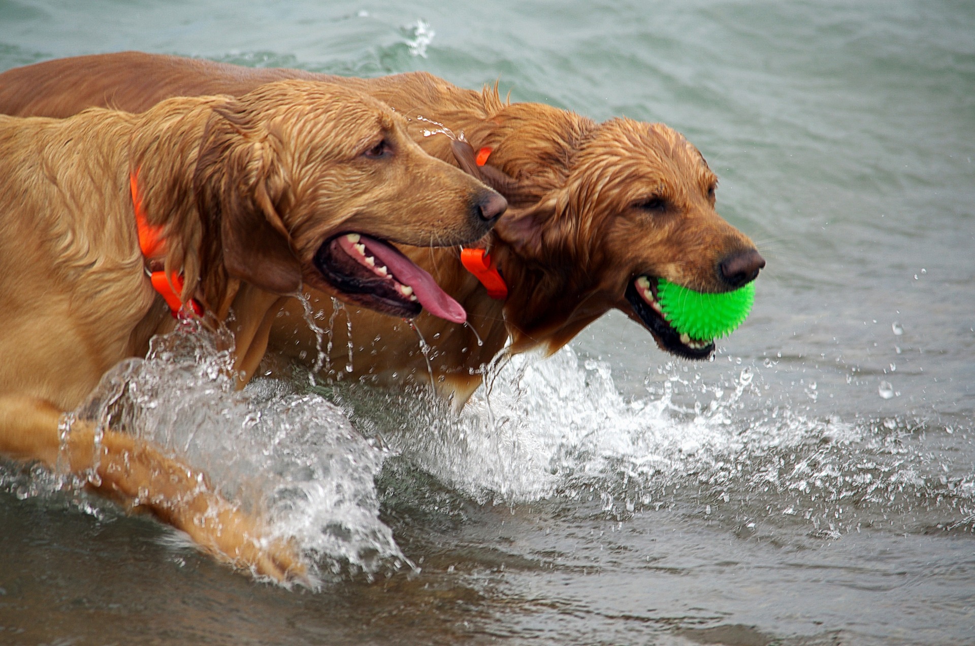Read more about the article Tipps für den gelungenen Strandurlaub mit Hund